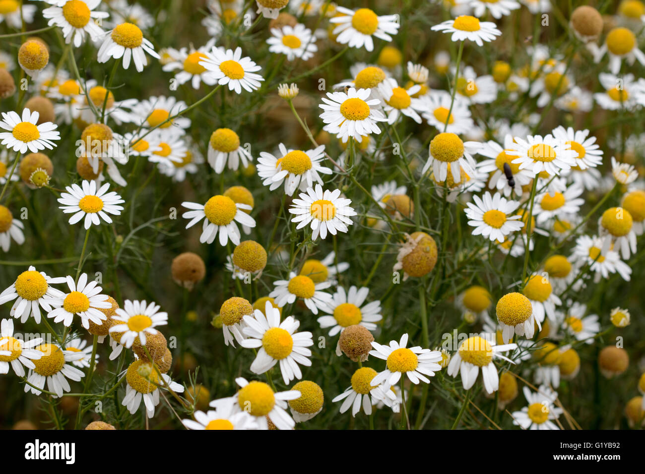 Meadow of German chamomile - medicinal herb Stock Photo