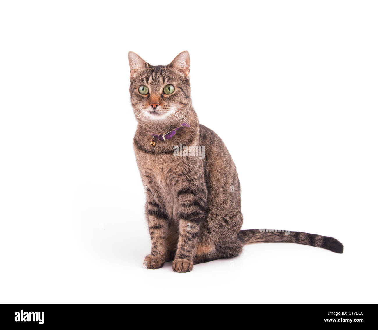 Brown tabby cat sitting and looking to the left of the viewer attentively, on white Stock Photo