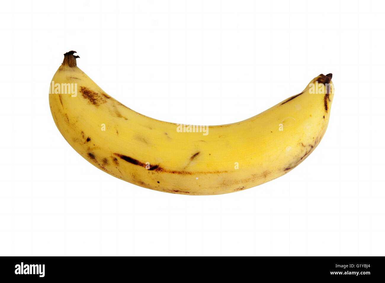 Cavendish Banana Fruit. isolated on white background with clipping