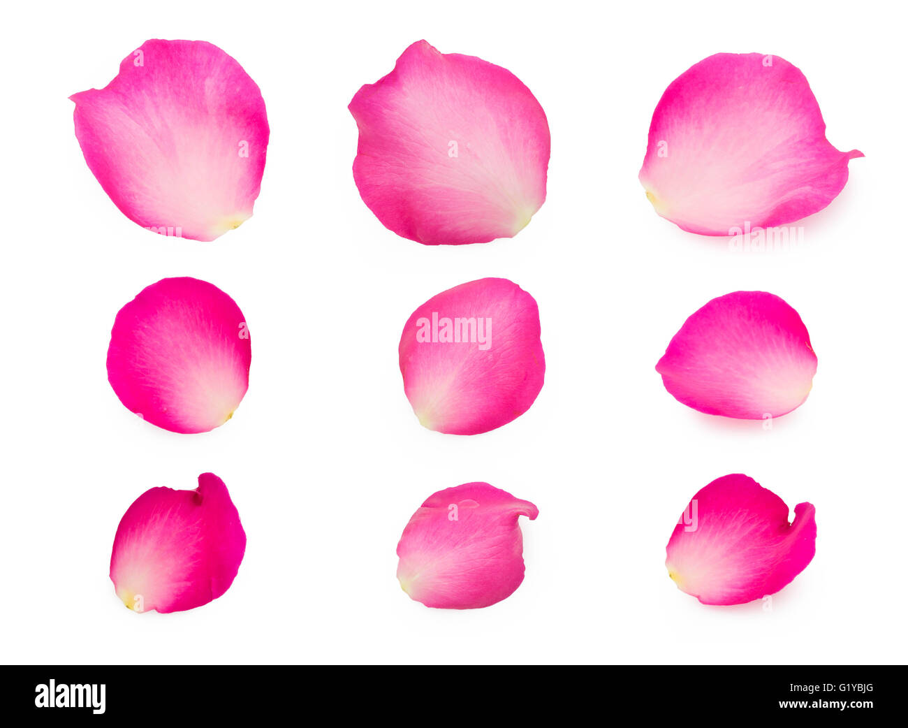 set of pink rose petals Stock Photo Alamy
