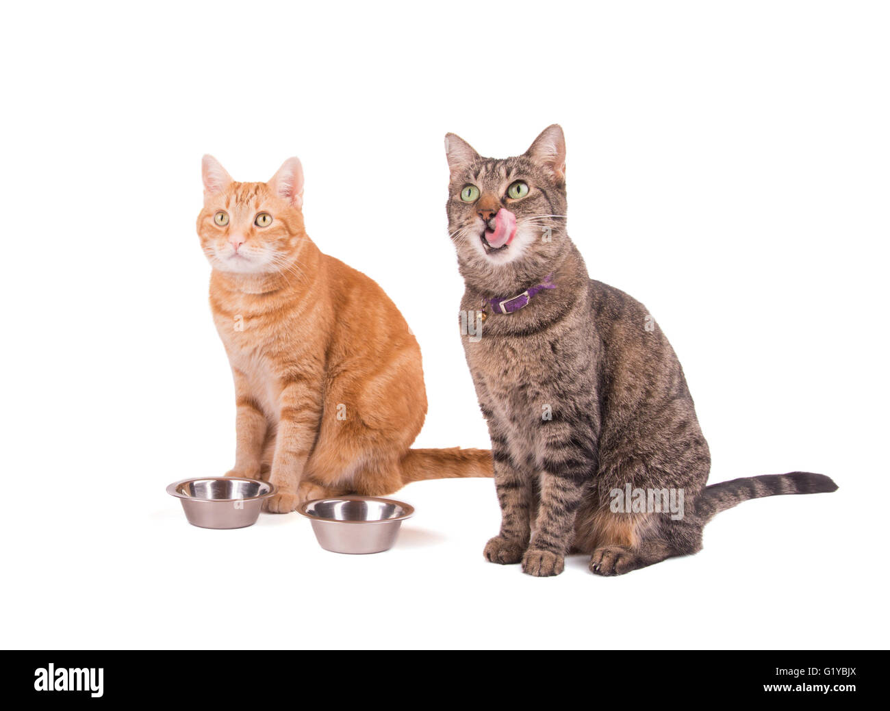 Two tabbies, brown and ginger, sitting next to their food bowls, waiting for dinner, with one licking her lips, on white Stock Photo