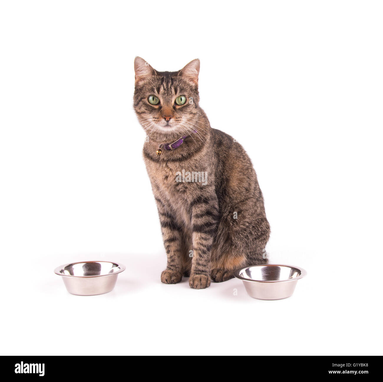 Brown tabby cat sitting next to food bowls, waiting for dinner; on white Stock Photo