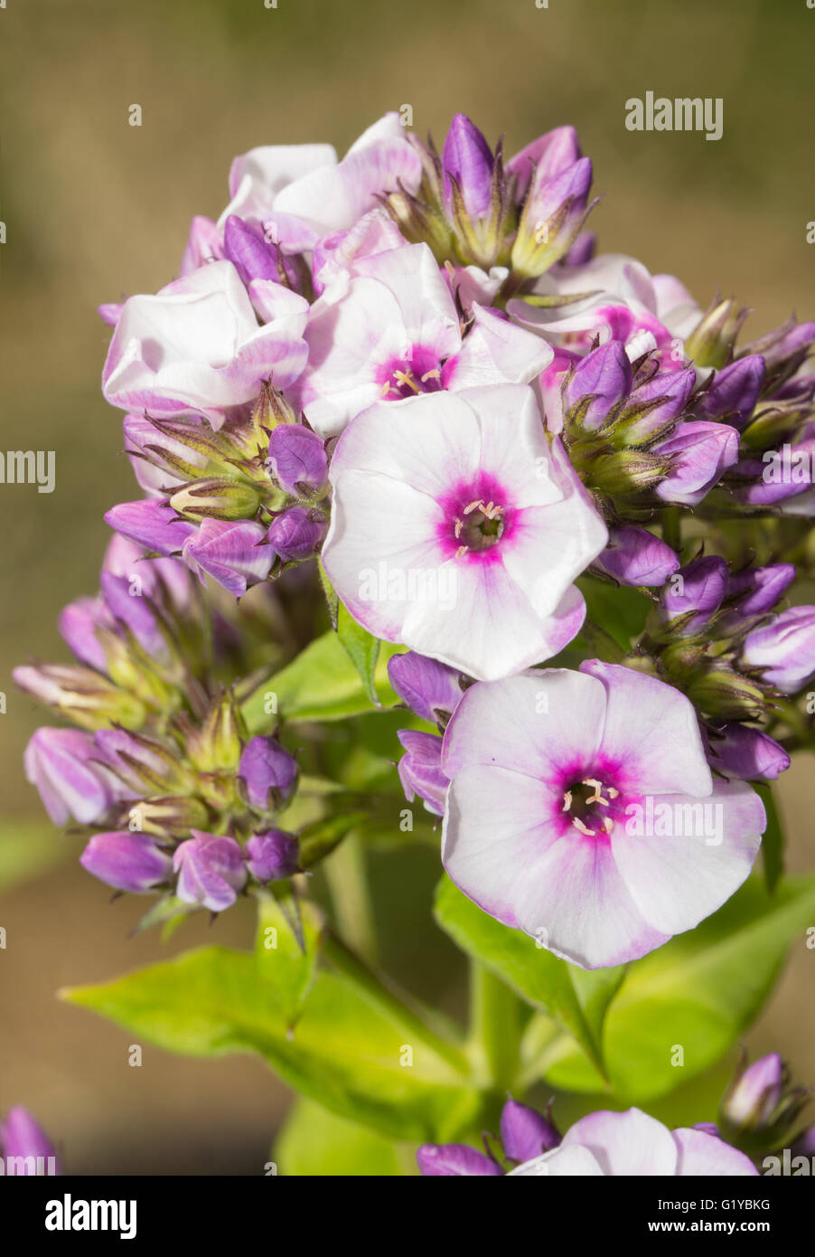 Beautiful light purple Phlox blooms in summer garden Stock Photo