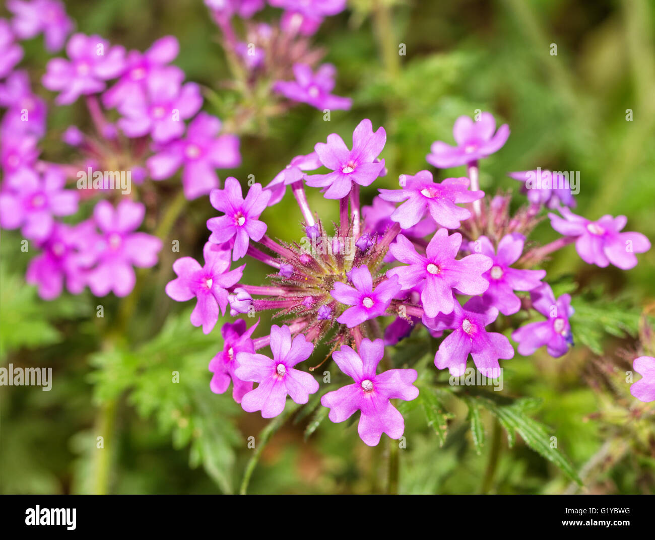 Purple Prairie Verbena flowers in spring Stock Photo