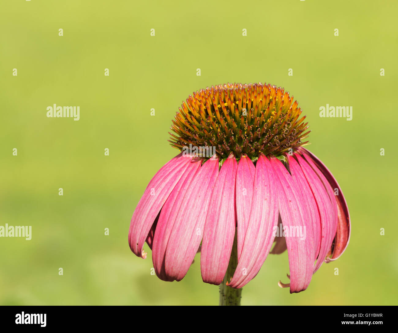 Purple Coneflower against bright green summer background, with copy space Stock Photo