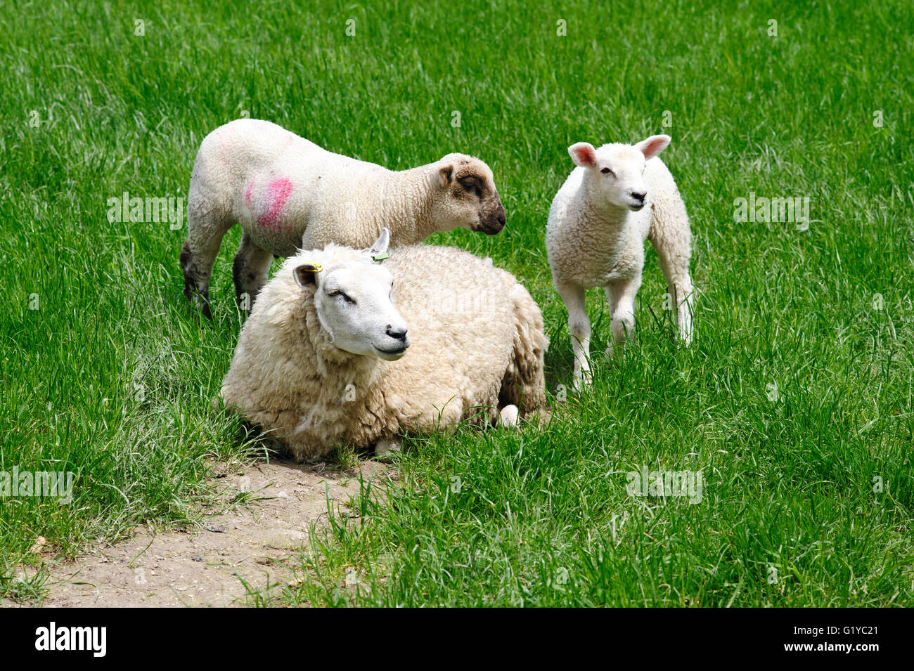 lambs and sheep in rural countryside field england uk Stock Photo