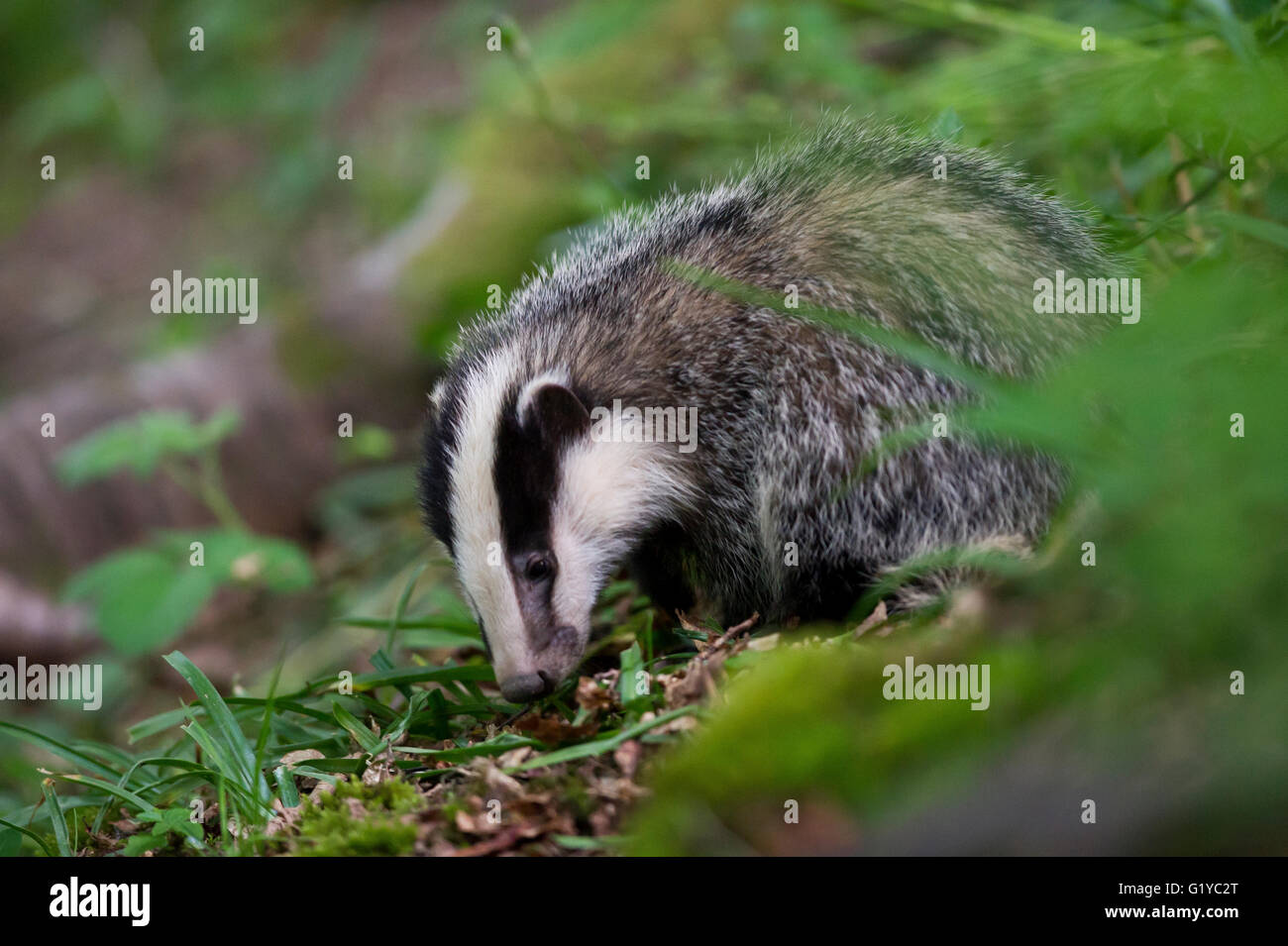 European Badger (Meles meles) cub foraging in woodland Stock Photo