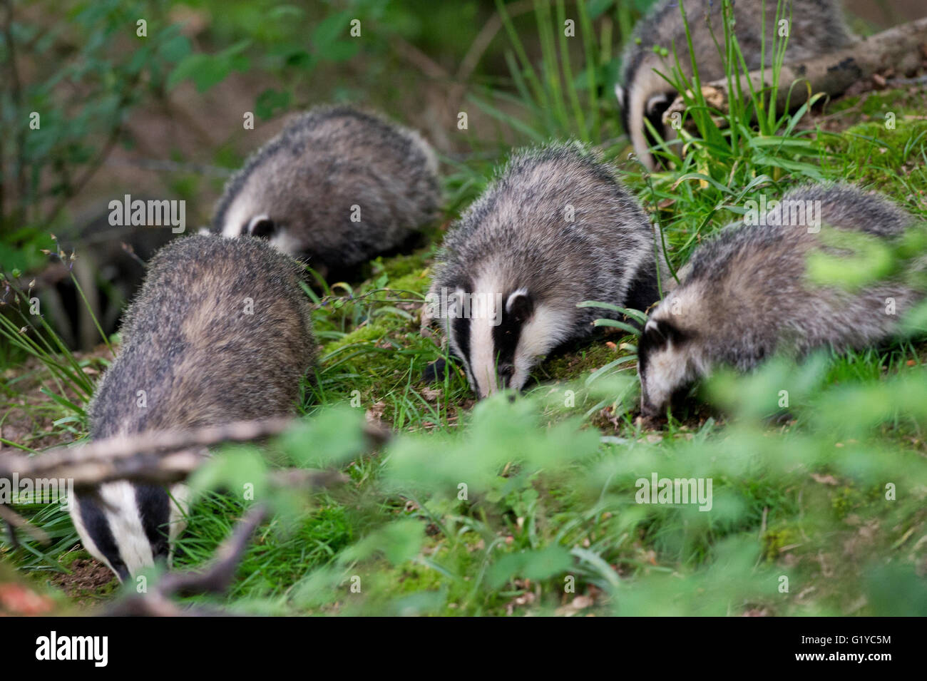 European Badgers (Meles meles) foraging in woodland Stock Photo
