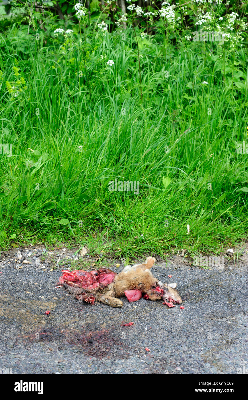 dead rabbit squashed on a rural country road after being run over by a car england uk Stock Photo