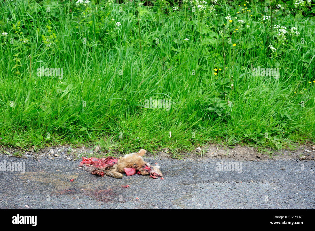 dead rabbit squashed on a rural country road after being run over by a car england uk Stock Photo