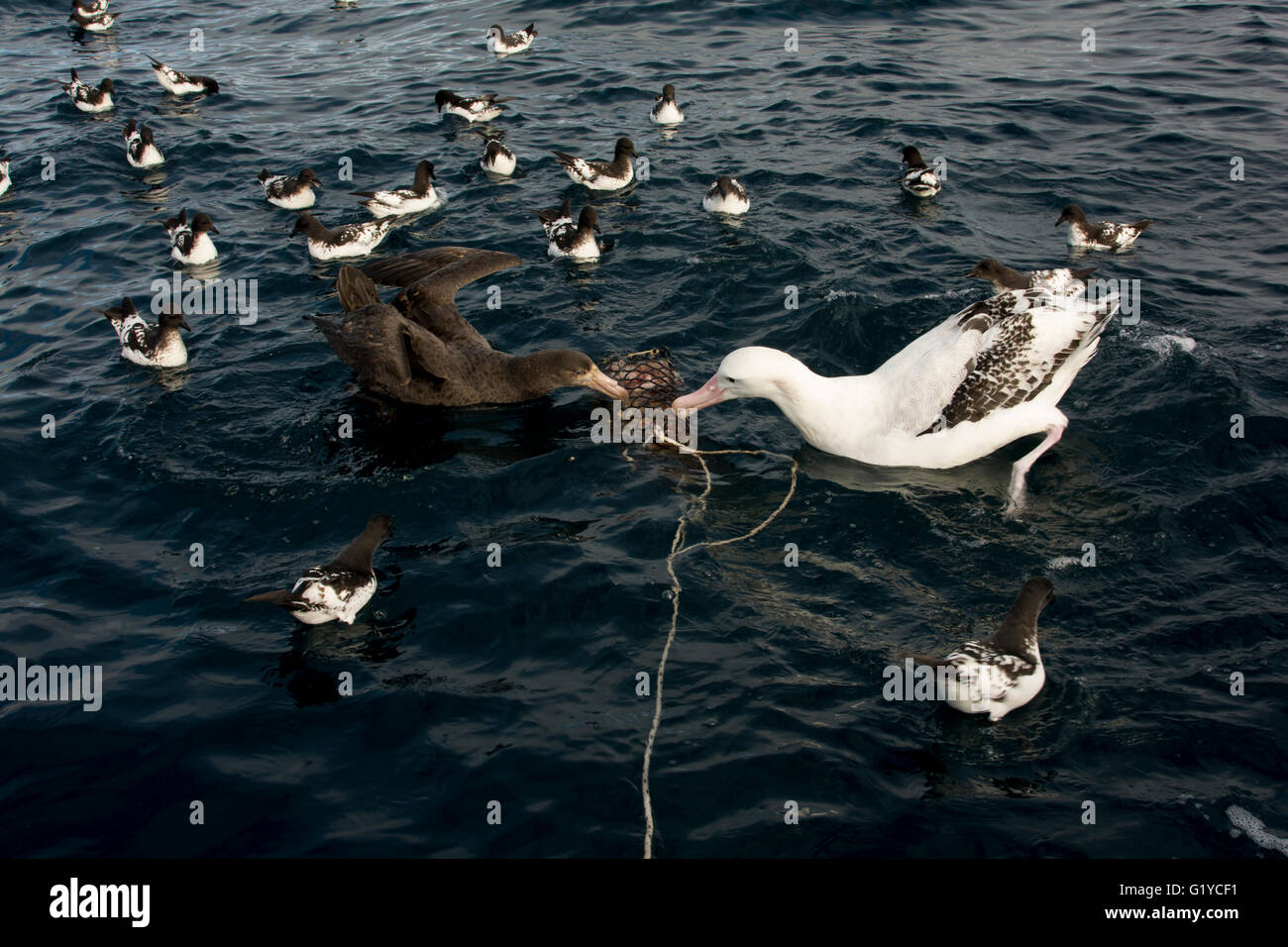 Albatross Encounter attract off the New Zealand coast albatrosses and other seabirds with baits filled with fish liver. Stock Photo
