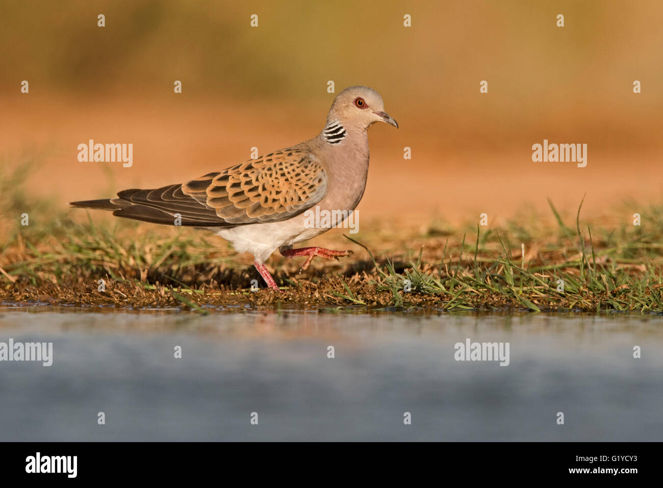 Turtle Dove Streptopelia turtur drinking at pool Belchite Spain Stock Photo