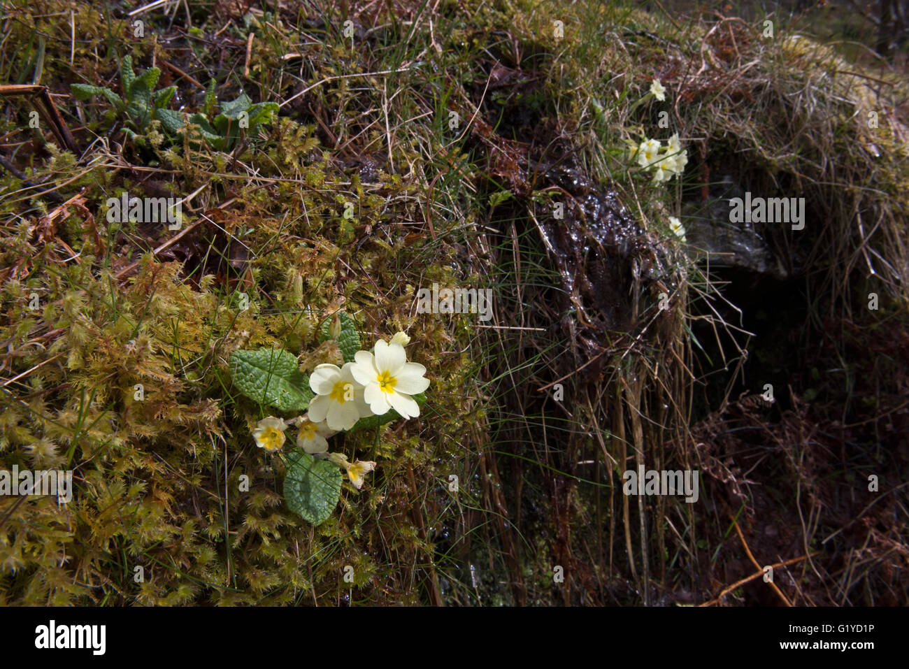 Primroses Primula vulgaris Caithness scotland spring Stock Photo