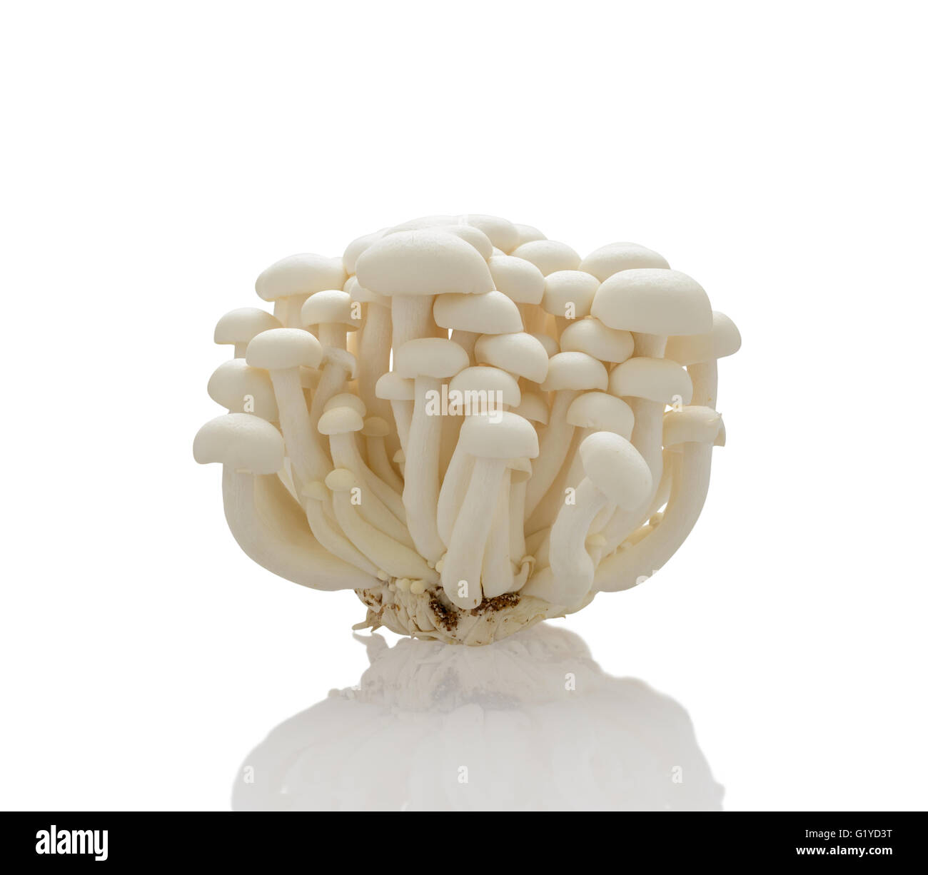 White shimeji mushrooms on white background Stock Photo