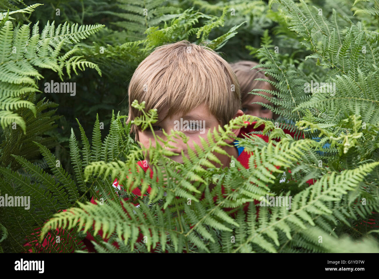 Young children hiding in bracken on heath Kelling Norfolk summer Stock Photo
