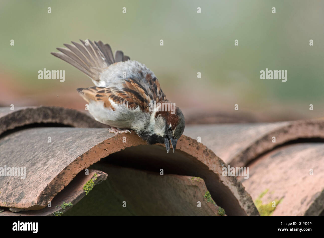 House Sparrow Passer domesticus male at breeding colony Norfolk Stock Photo