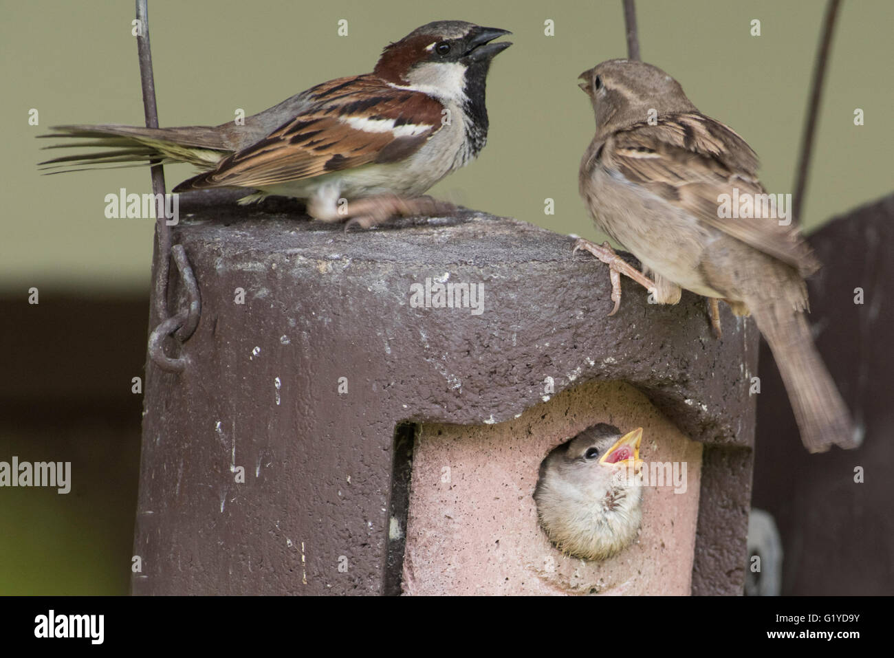 House Sparrow Passer domesticus pair at nestbox with chick at breeding colony Norfolk Stock Photo