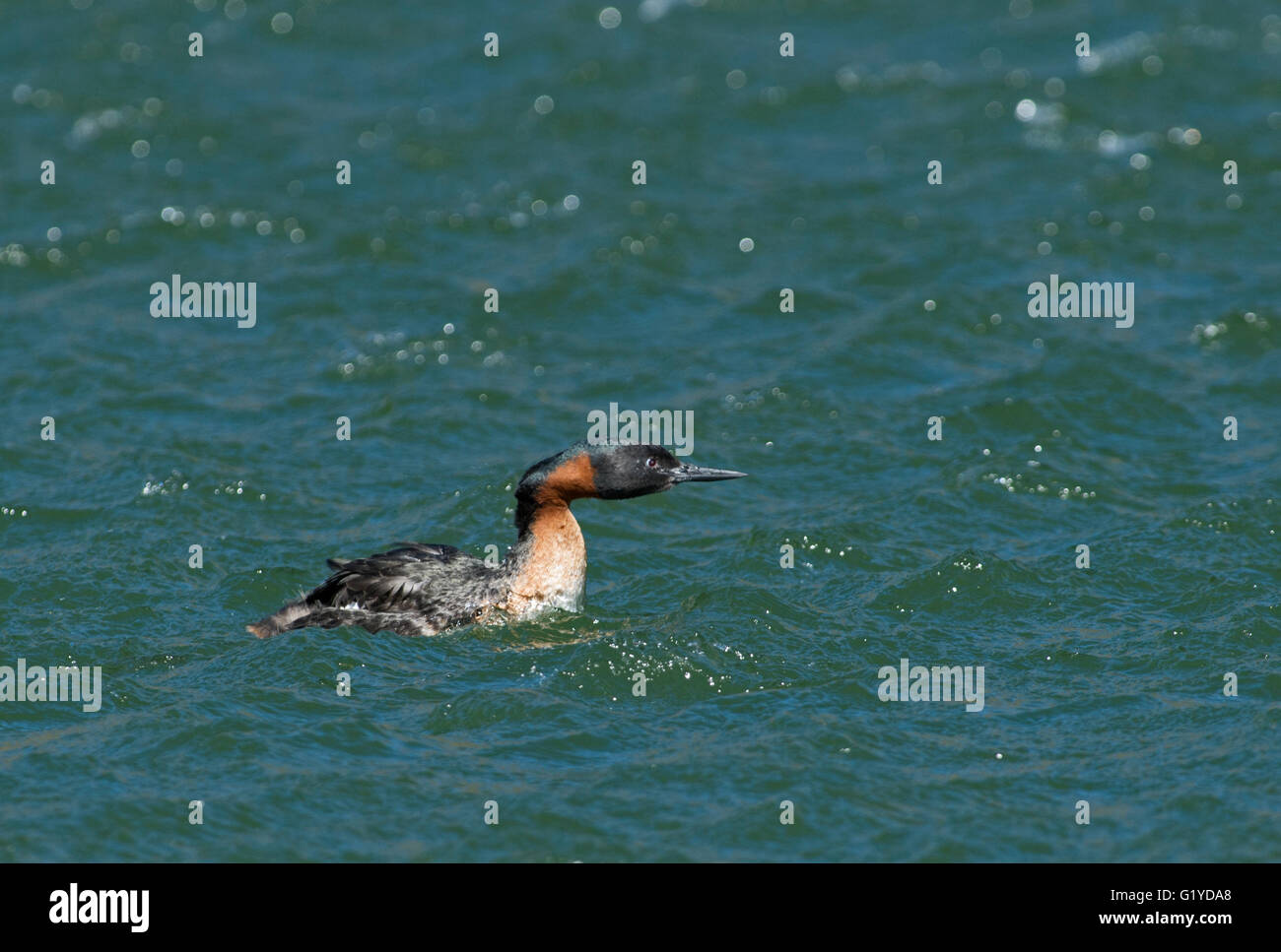 Great grebe (Podiceps major) with chick Torres del Paine Patagonia Chile Stock Photo