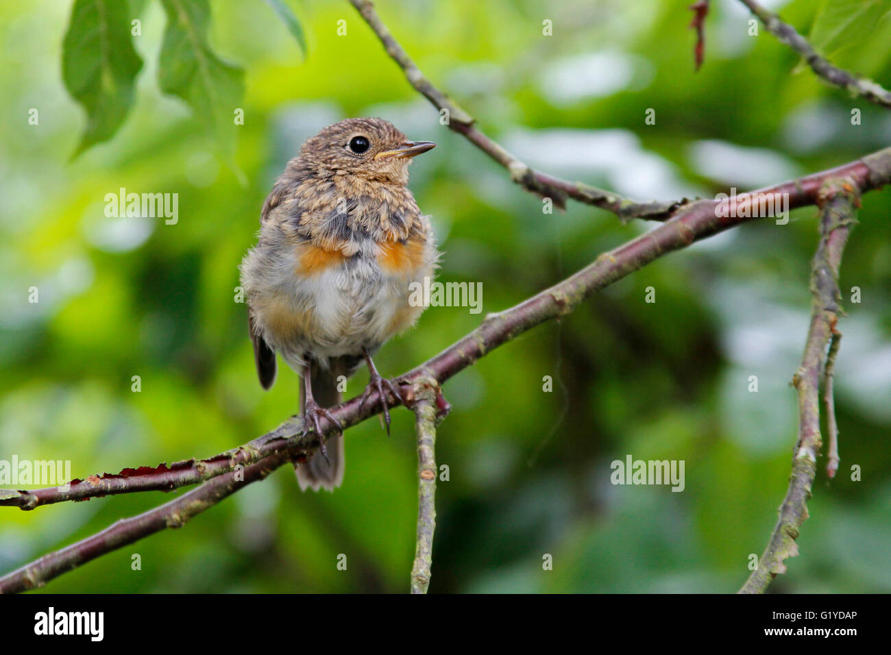 Juvenile robin hires stock photography and images Alamy