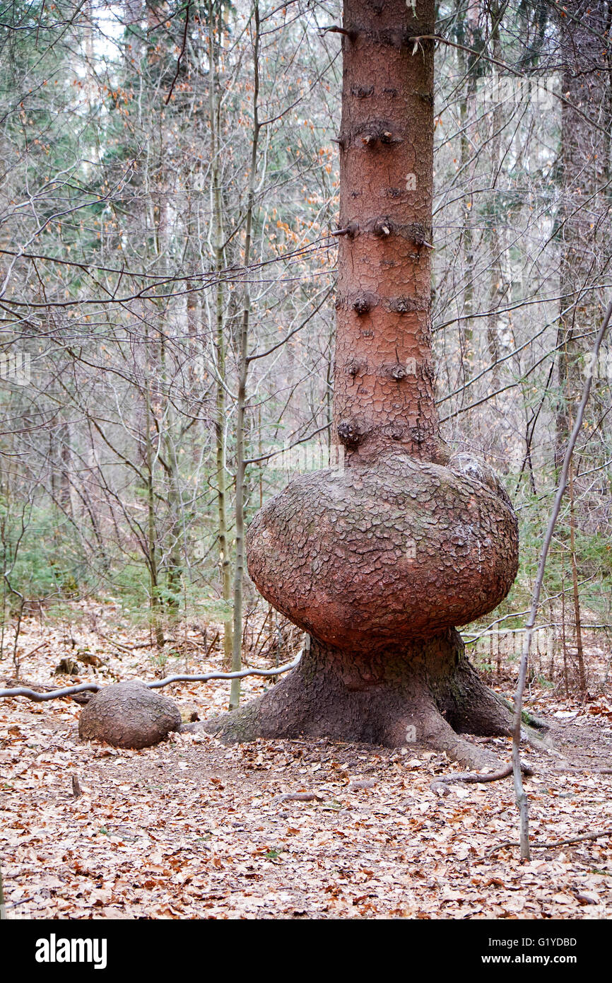 Trunk of conifer with proliferation, Saxon Switzerland National Park, Saxony, Germany Stock Photo