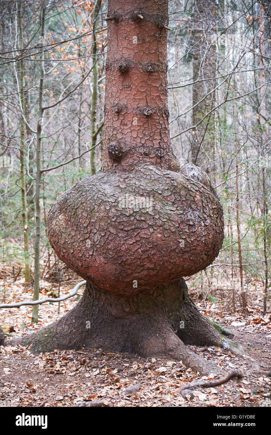 Trunk of conifer with proliferation, Saxon Switzerland National Park, Saxony, Germany Stock Photo