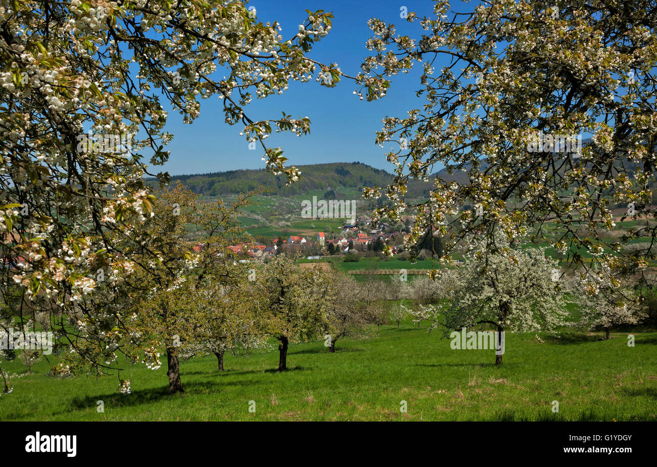 Flowering cherry trees, Obereggenen, Markgräflerland, Black Forest, Baden-Württemberg, Germany Stock Photo