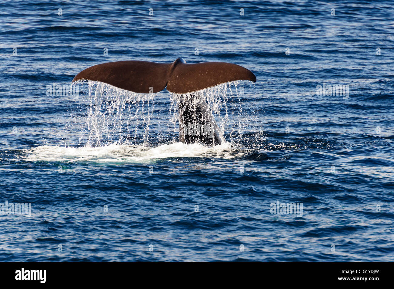 Tail of a sperm whale hi-res stock photography and images - Alamy
