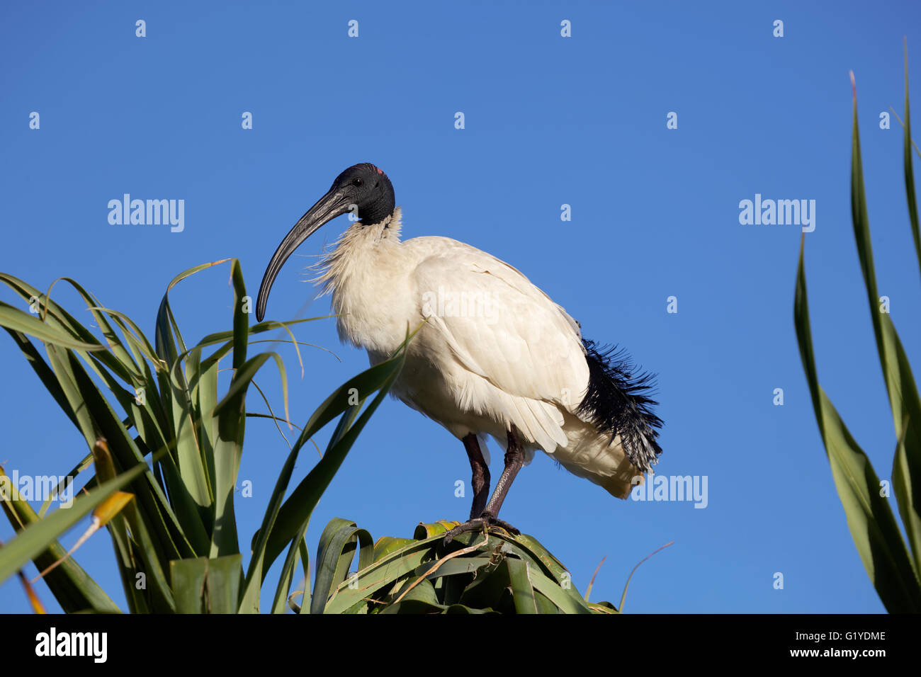 Australian White Ibis (Threskiornis molucca) sitting on tree, Caloundra, Queensland, Australia Stock Photo
