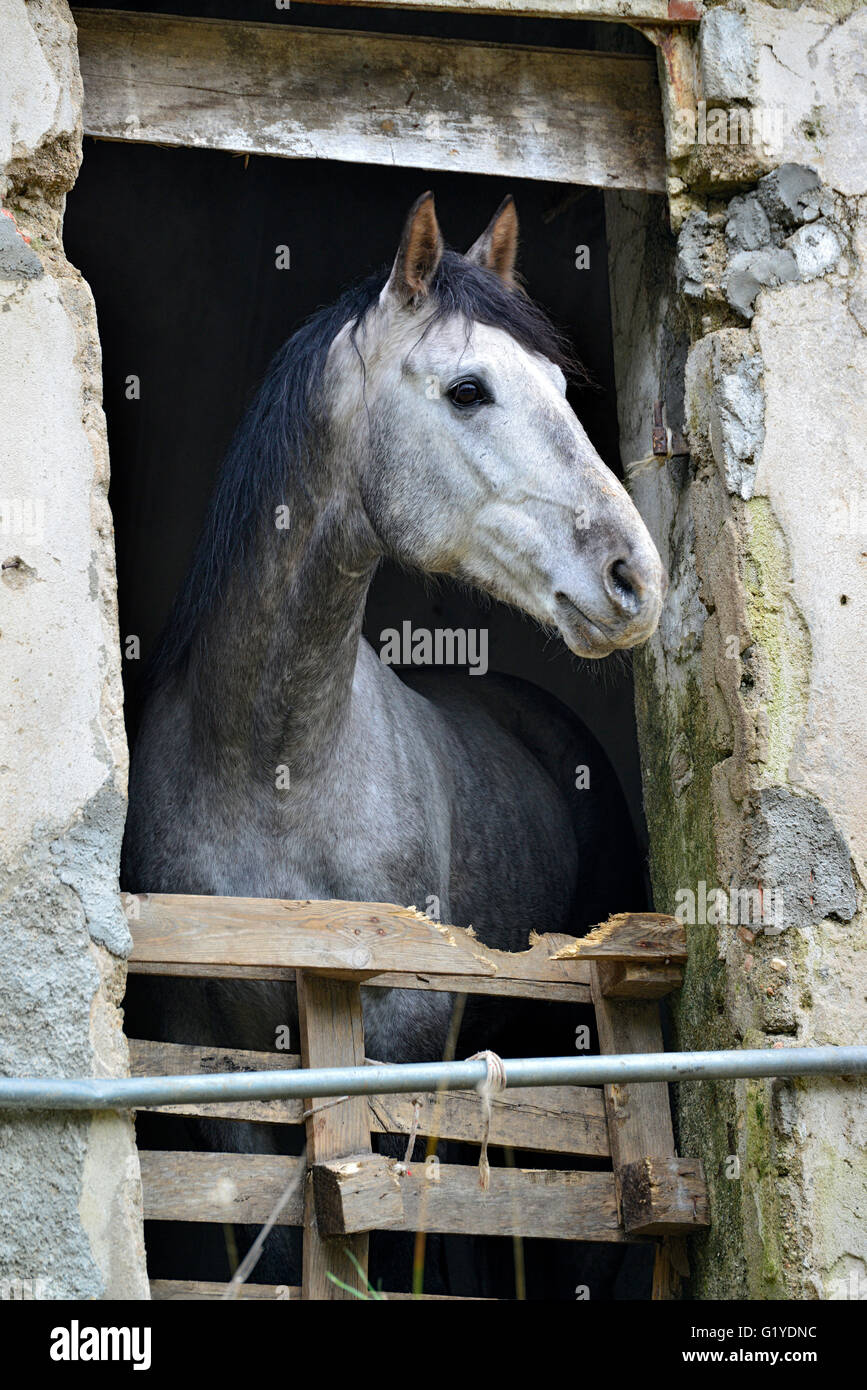 Horse looking out stall hires stock photography and images Alamy
