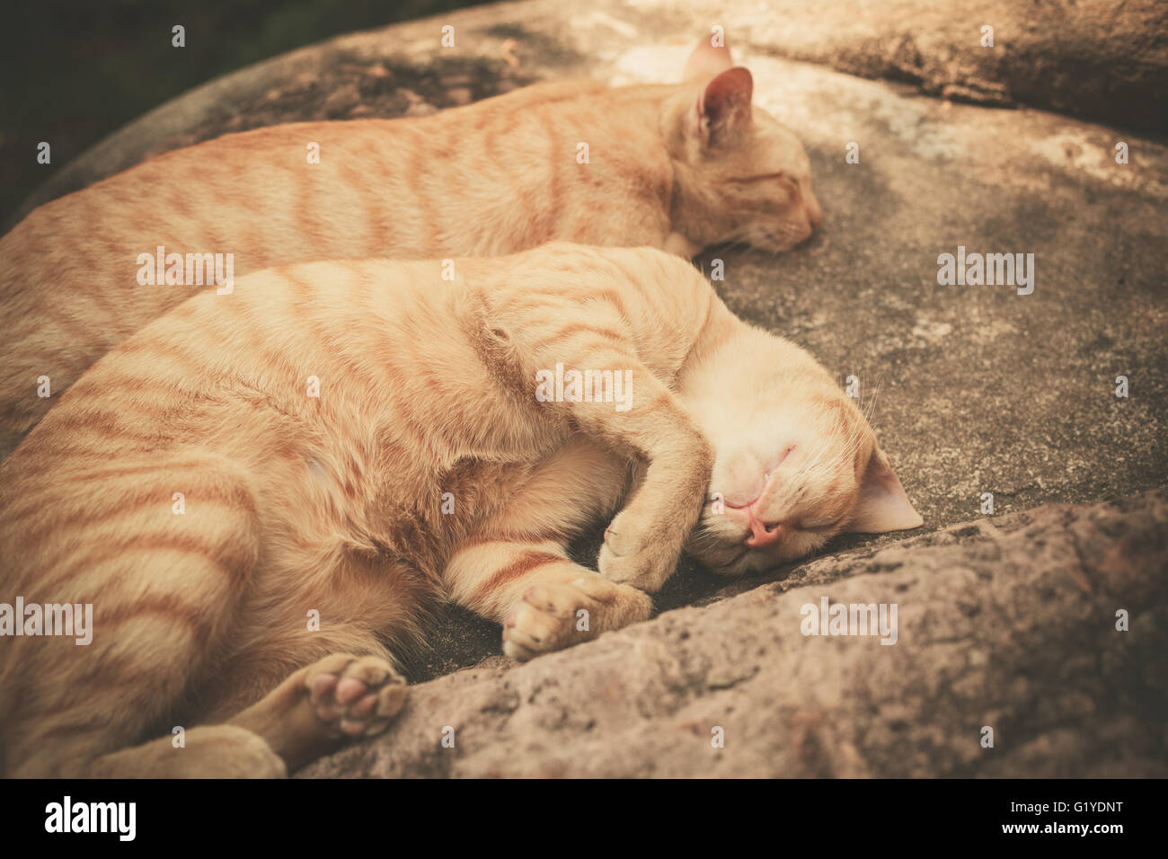 Cats Sleeping Together Outside