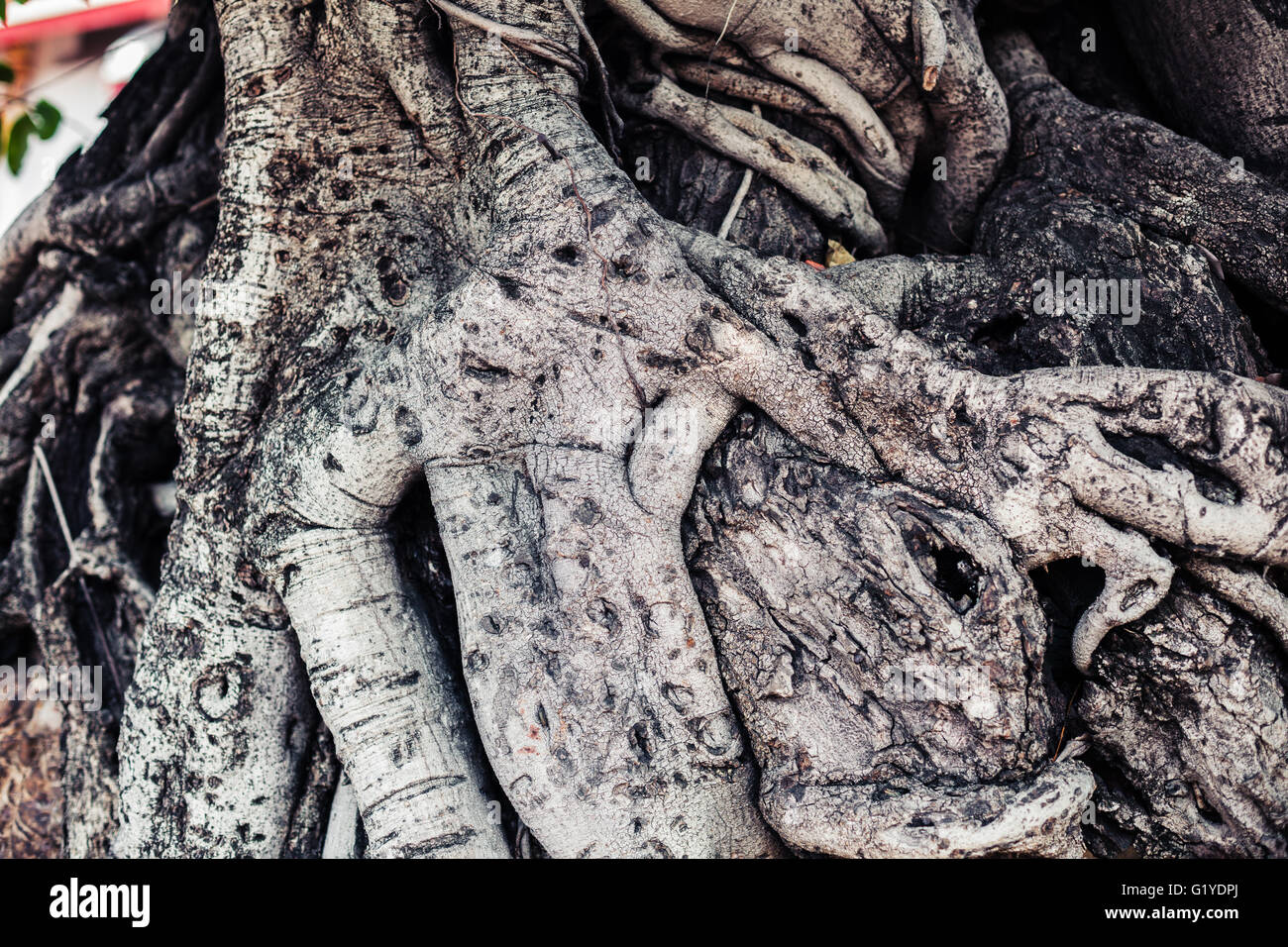 The tangled roots of a tree Stock Photo