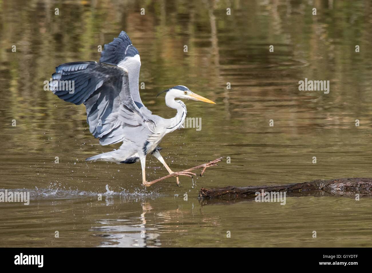Grey heron landing on water hires stock photography and images Alamy