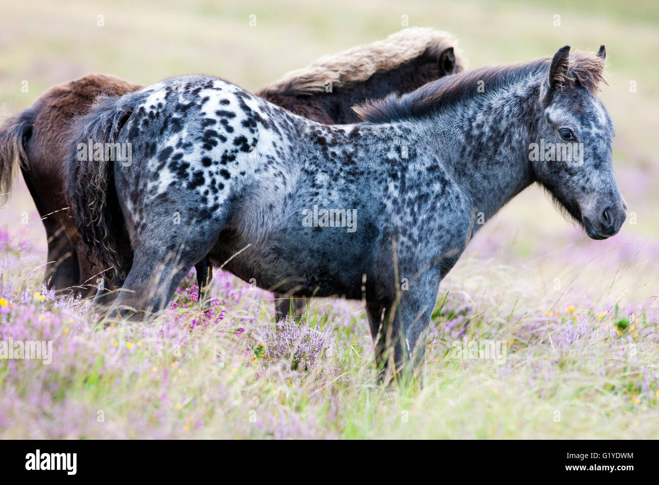Dartmoor Hill Highland ponies, foals, Dartmoor National Park, Devon, United Kingdom Stock Photo