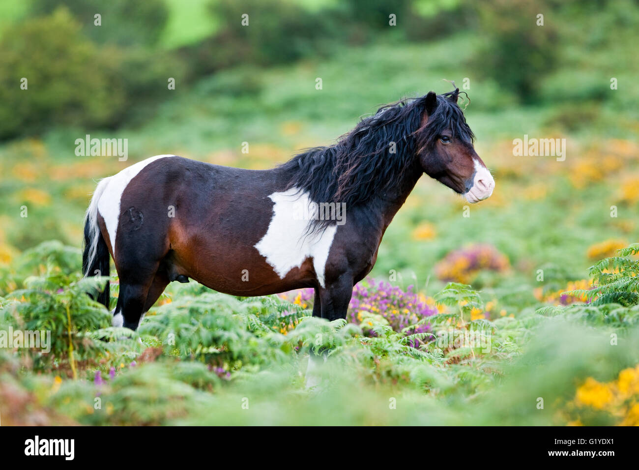 Dartmoor Hill Highland Pony, brown white spotted, stallion, blooming heather, moorland, Dartmoor National Park, Devon Stock Photo