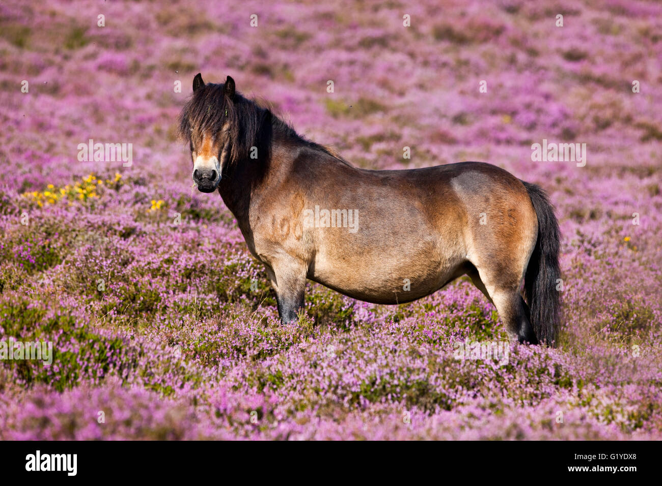 Exmoor Pony, Blooming heather, moorland, Exmoor National Park, Somerset