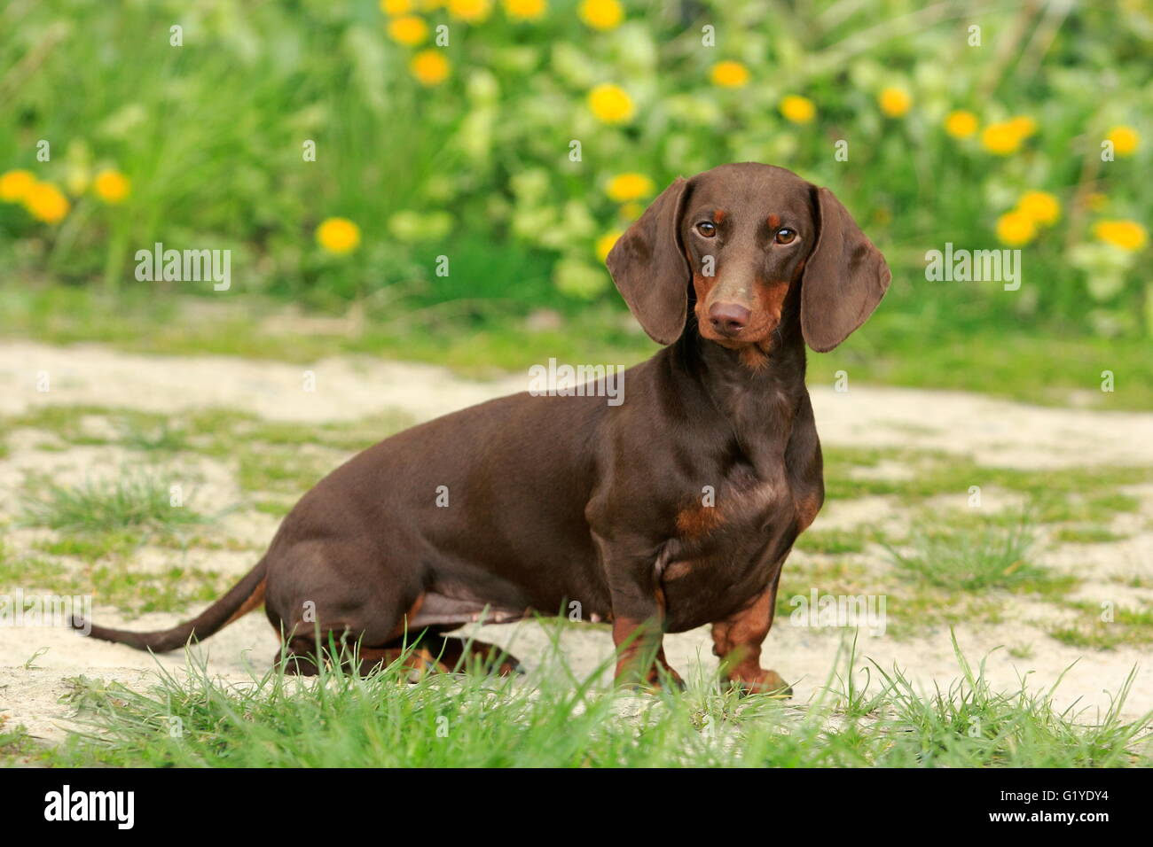 Dachshund, Shorthair, 9 months old, sitting on a path in front of flower meadow, North Rhine-Westphalia, Germany Stock Photo