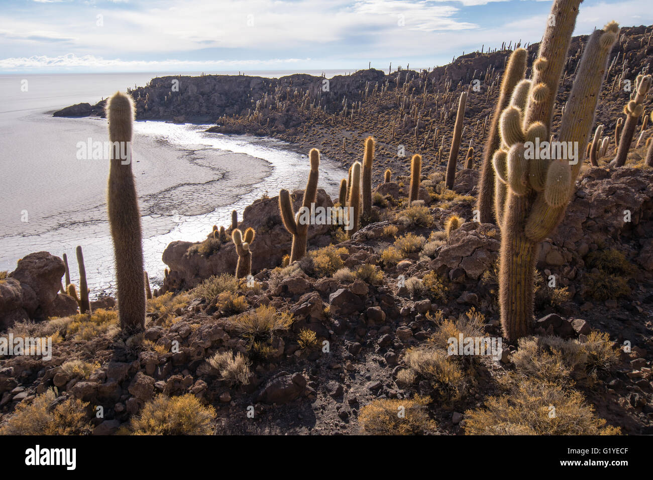 Cactus (Echinopsis atacamensis), Isla Incahuasi or Isla del Pescado, Salar de Uyuni, Altiplano, Bolivia Stock Photo