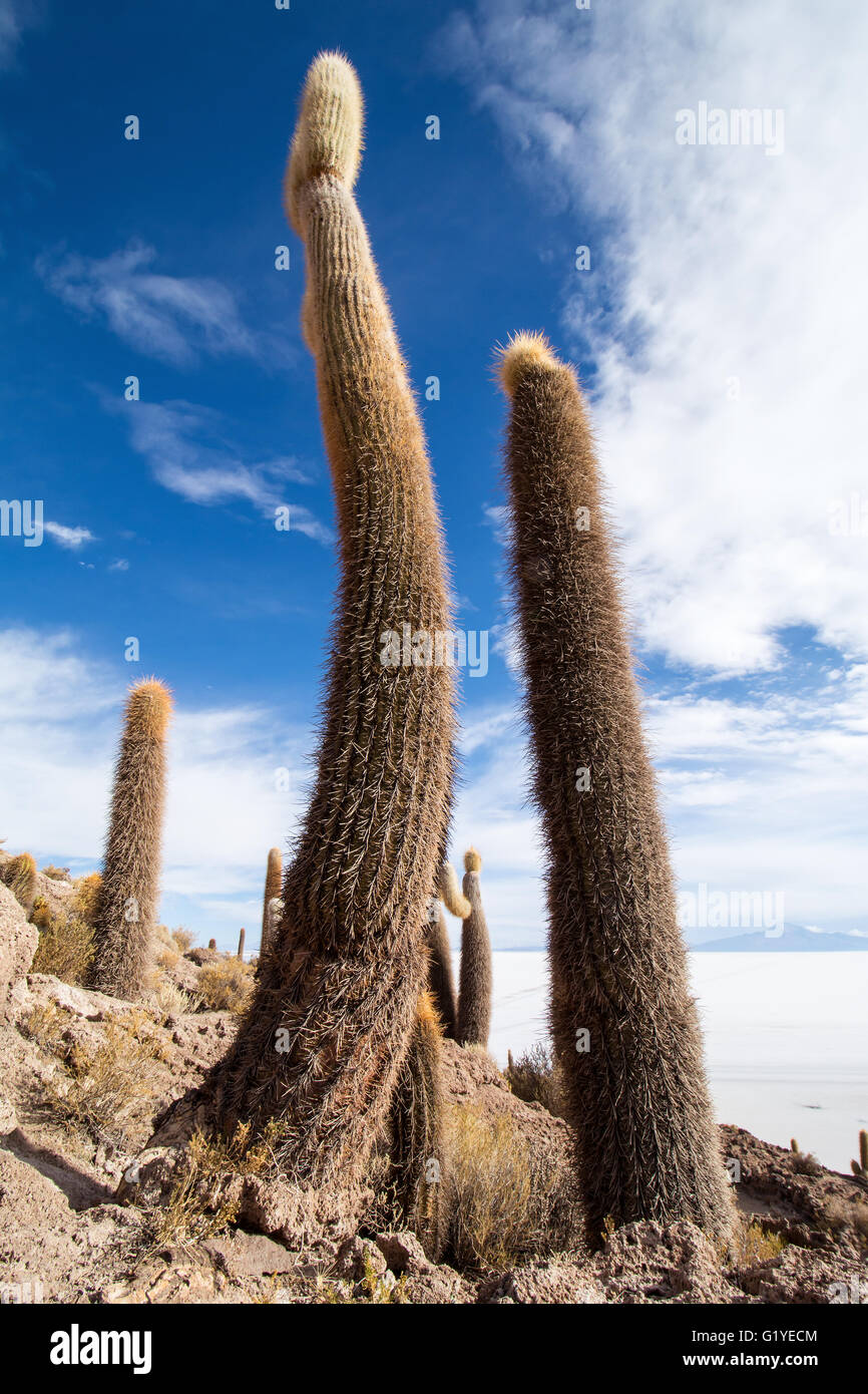 Cactus (Echinopsis atacamensis), Isla Incahuasi or Isla del Pescado, Salar de Uyuni, Altiplano, Bolivia Stock Photo