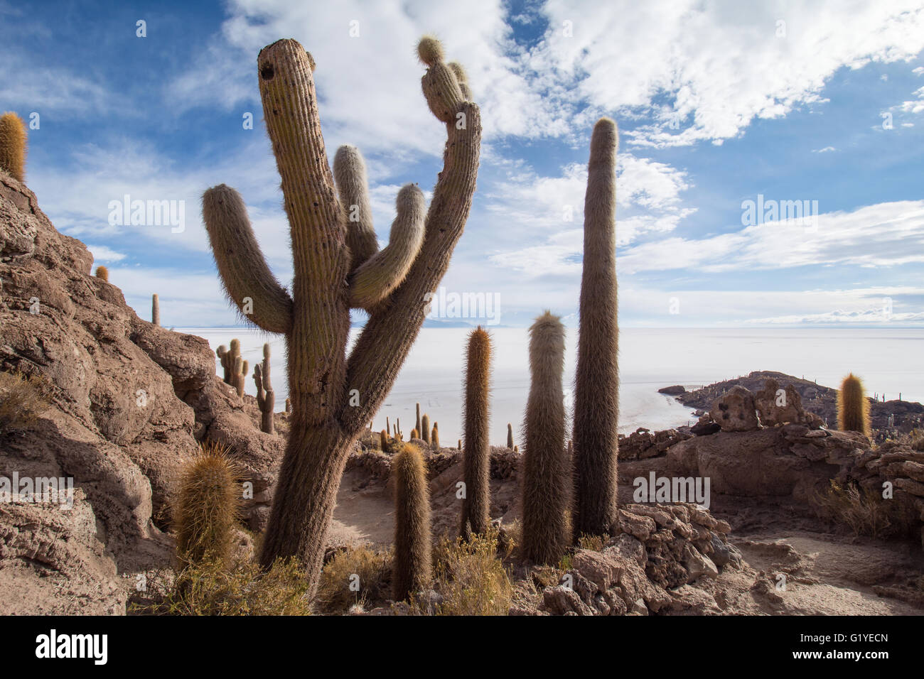 Cactus (Echinopsis atacamensis), Isla Incahuasi or Isla del Pescado, Salar de Uyuni, Altiplano, Bolivia Stock Photo