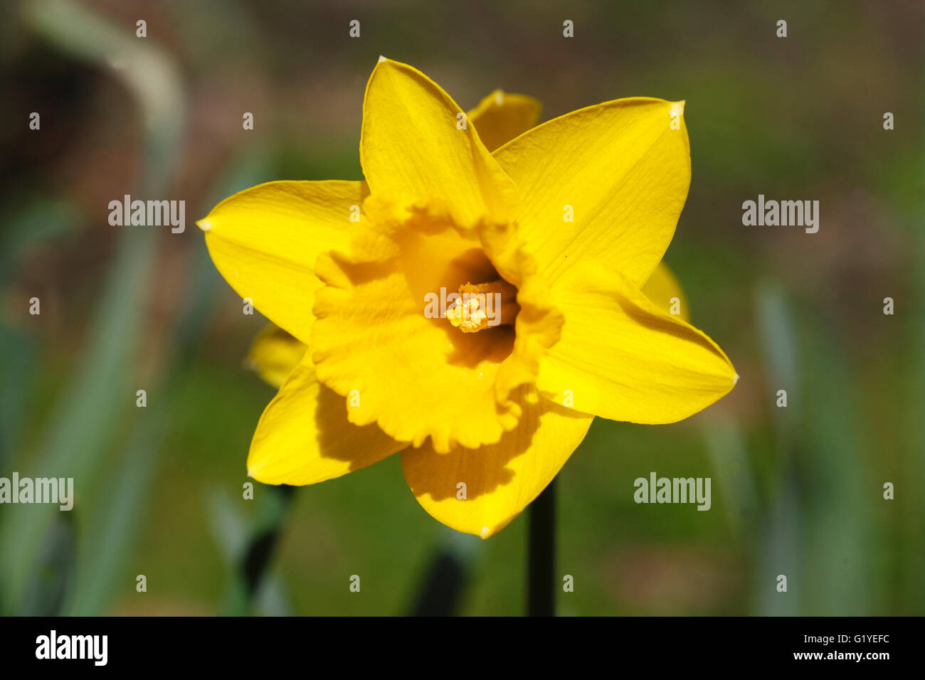 Yellow daffodil (Narcissus pseudonarcissus) Stock Photo