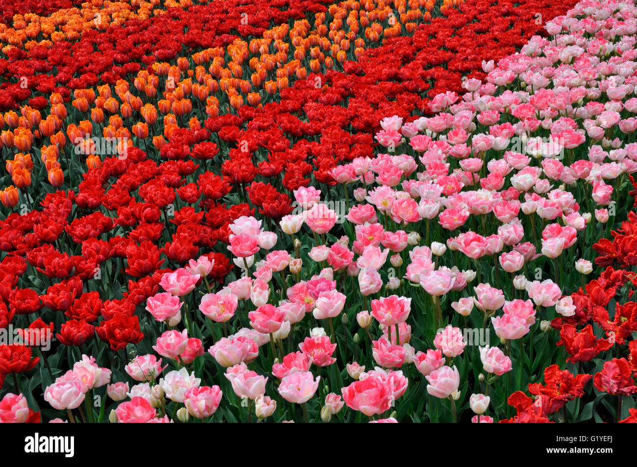 Flower bed with pink and orange tulips (Tulipa), Keukenhof, Lisse, The Netherlands Stock Photo