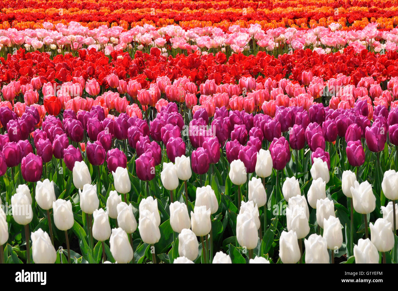 Flower bed with white, pink, red and orange tulips (Tulipa), Keukenhof, Lisse, The Netherlands Stock Photo