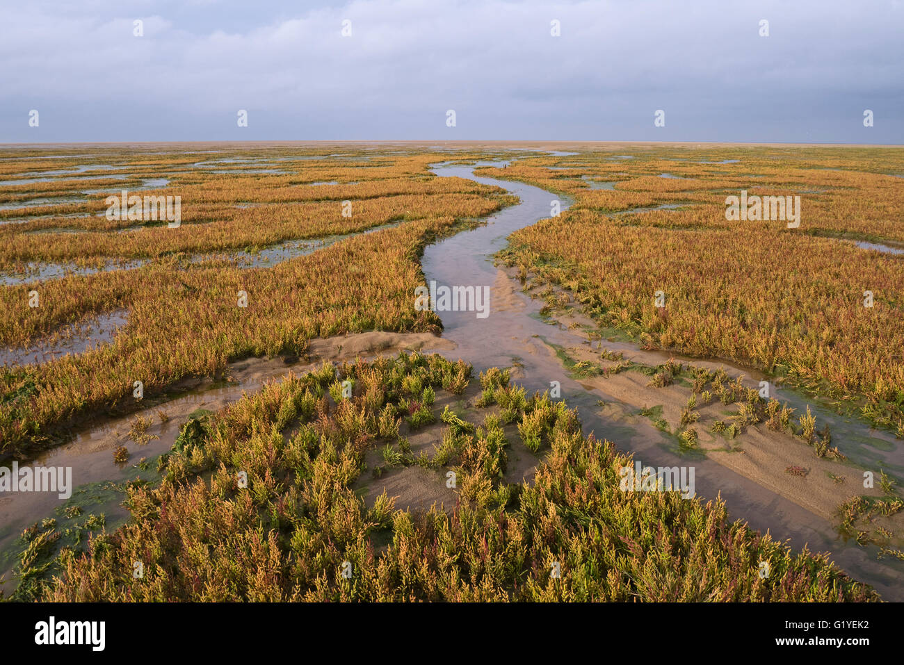 Marsh samphire / Glasswort (Salicornia europaea) on salt marsh at Stiffkey marshes North Norfolk October Stock Photo