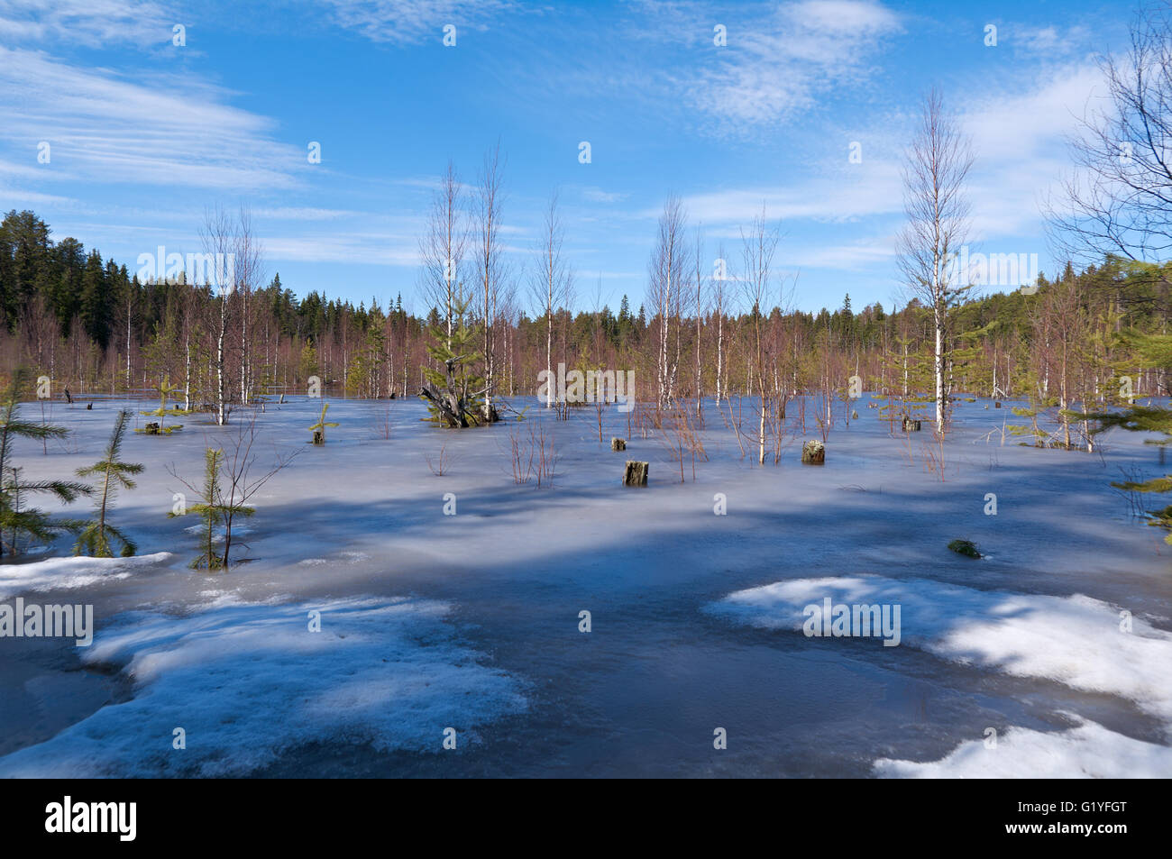 Snowy Russian  landscape in the spring forest. Stock Photo