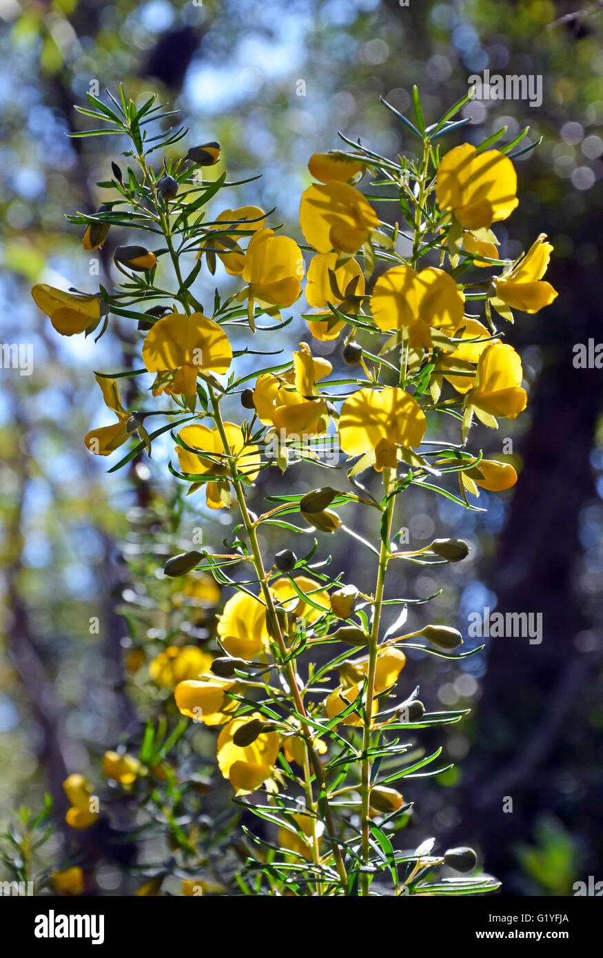 Yellow flowers of an Australian native pea Stock Photo