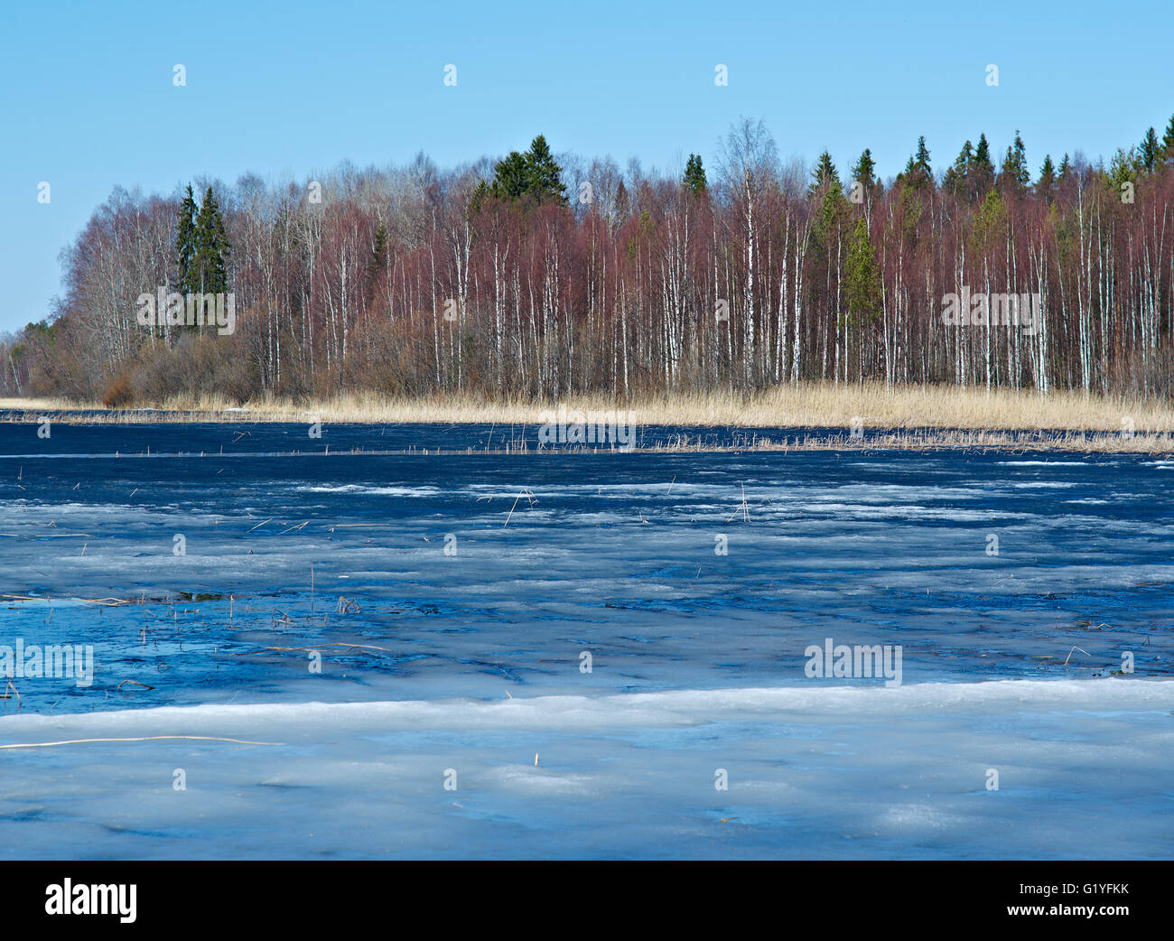 Russian  landscape Arkhangelsk Oblast . spring flooding on the lake,Thin ice on the water Stock Photo