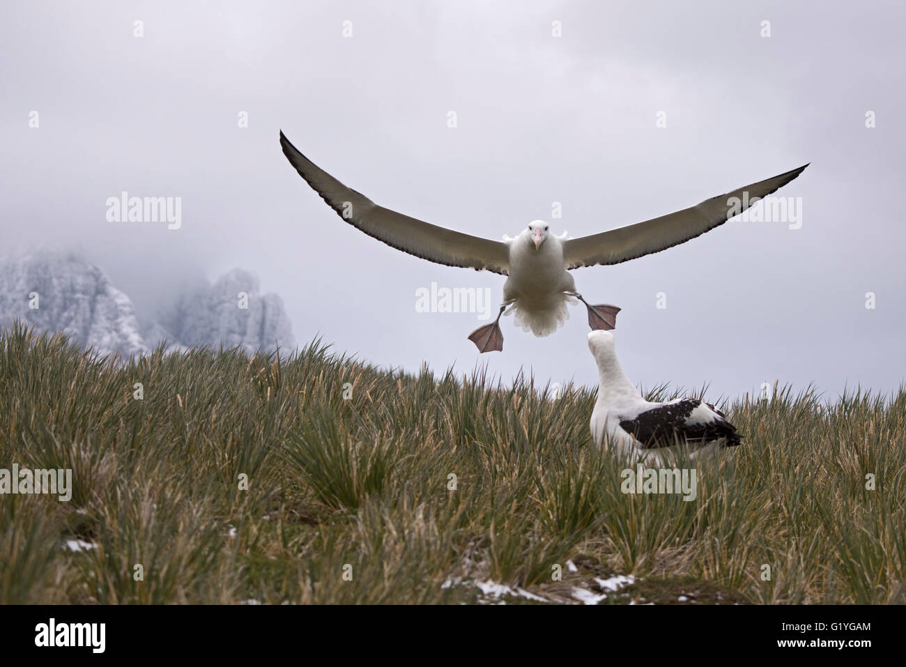 Wandering Albatross Diomeda exulans coming in to land at Trollheim South Georgia January Stock Photo