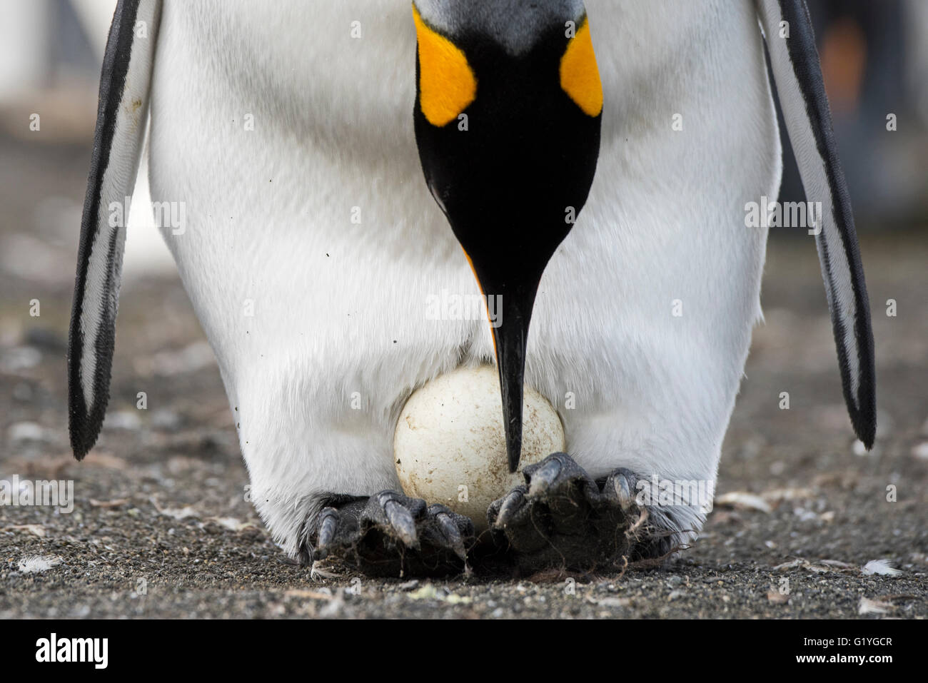 Penguin Incubating Egg Stock Photos & Penguin Incubating Egg Stock