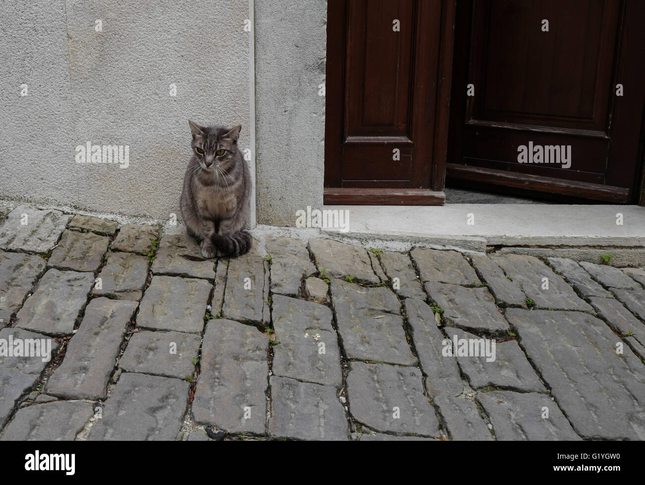 Grey cat sitting outside the door on old cobbled lane Stock Photo