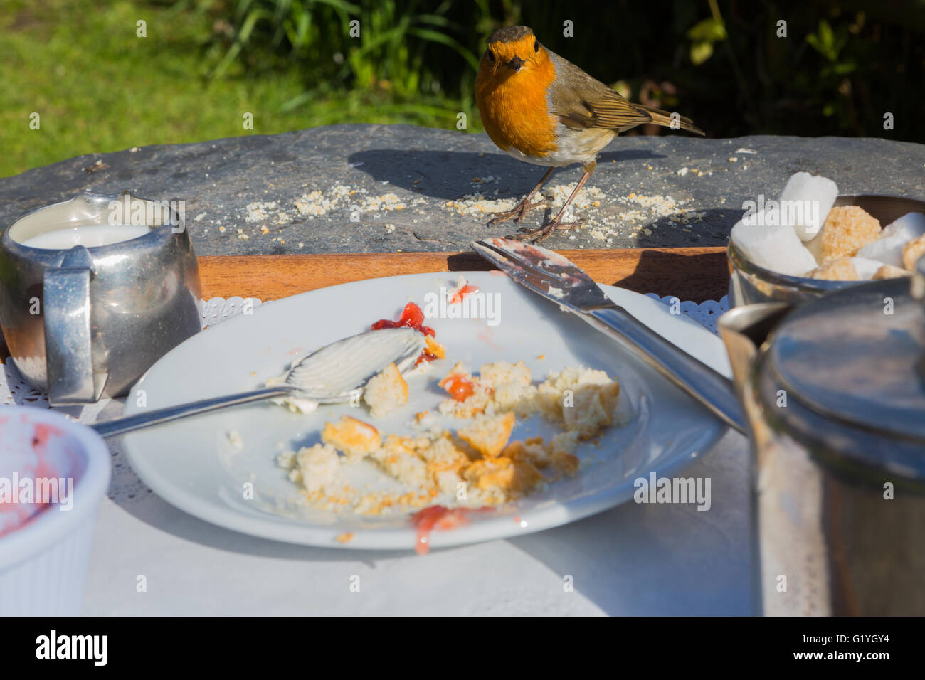 Robin eating crumbs from remains of cream tea, Exmoor, UK Stock Photo